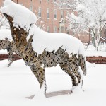 NCSU wolfpack snow